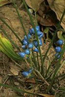 Peliosanthes teta subsp. humilis, three to five blue seeds emerging from each single fertilized flower, Macleod Is., Tanintharyi, Myanmar