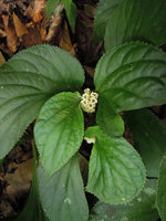 Pentaphragma begoniaefolium, inflorescence, leaf asymetry and marginal hydatherous teeth, Perak, Malaysia