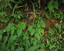 Pentaphragma begoniaefolium population on a vertical earth bank, Si Phang Nga NP, Thailand