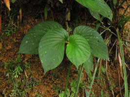 Pentaphragma begoniaefolium with prominent hydatherous leaf marginal teeths, Perak, Malaysia