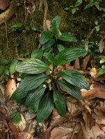 Pentaphragma ellipticum flowering on its vertical earth bank habitat, Bukit Timah, Singapore