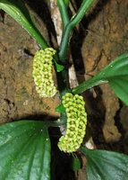 Pentaphragma ellipticum, inflorescences, Bukit Timah, Singapore