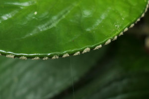 Pentaphragma ellipticum, marginal hydathodes surrounded by densely tufted hairs, Endau Rompin NP, Malaysia