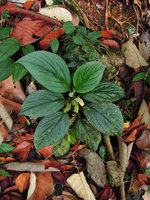Pentaphragma ellipticum, Sekayu waterfall, Trengganu, Malaysia