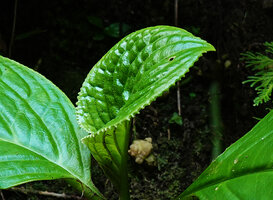 Pentaphragma grandiflorum, prominent hydatherous teeth along the leaf margin, Waimital, Kairatu, Seram, Moluccas