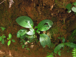 Pentaphragma sinense, individual on vertical earth bank, Xishuangbanna, China