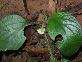 Pentaphragma sinense, nodding inflorescence, Xishuangbanna, China