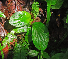 Pentaphragma sinense on vertical earth bank, Xishuangbanna, China