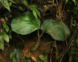 Pentaphragma sp., erect stem on vertical earth slope in forest understory, Nam Cang, Sapa, Vietnam