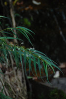 Pentasacme caudatum, flower, Hainan