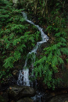 Pentasacme caudatum, Hong Kong