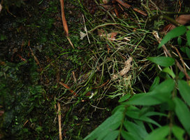 Pentasacme caudatum, roots on rocks, Hong Kong