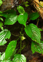 Pentastemona egregia, a flowering individual, Anai Valley, West Sumatra