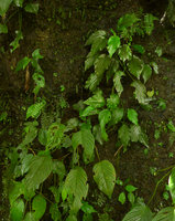 Pentastemona egregia at the top and a bigger Schismatoglottis just under, Anai Valley, West Sumatra