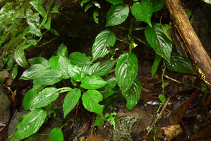 Pentastemona egregia, flowering individual, Anai Valley, West Sumatra