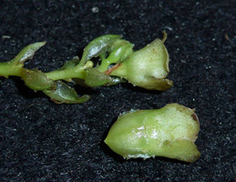 Pentastemona egregia, functionally male flower at top and female flower under, with hyaline septa along the fused basal part of flowers,especially along the swollen ovary, Anai Valley, West Sumatra
