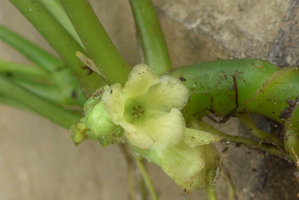 Pentastemona egregia, functionally male flower with yellowish anthers, Anai Valley, West Sumatra
