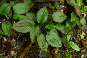 Pentastemona egregia  individual exhibiting involute leaf margins of young leaf, Anai Valley, West Sumatra