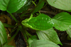 Pentastemona egregia  individual exhibiting involute leaf margins of young leaf, close up, Anai Valley, West Sumatra