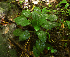 Pentastemona egregia  individual exhibiting perfect leaf shade avoidance, Anai Valley, West Sumatra
