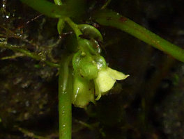 Pentastemona egregia  inflorescence with campanulate gamopetalous pentamerous flower, Anai Valley, West Sumatra