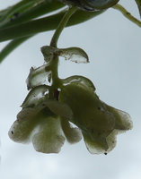 Pentastemona egregia monoecious inflorescence, hyaline transluscent bracts, male flower and female flower, Anai Valley, West Sumatra