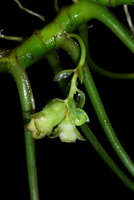 Pentastemona egregia  monoecious inflorescence, left female flower with swollen ovary and right male flower with bigger recurved corolla lobes, Anai Valley, West Sumatra
