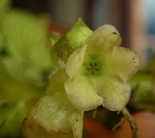 Pentastemona egregia, pentamerous functionally male flower with yellowish anthers and reduced trimerous central stigma, Anai Valley, West Sumatra