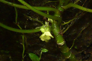 Pentastemona egregia, pentamerous male flower, Anai Valley, West Sumatra