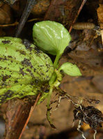 Pentastemona egregia, proliferous natural leaf cutting in habitat, close up, Anai Valley, West Sumatra