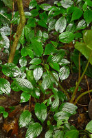 Pentastemona egregia, shiny wet leaf surface just after rain, Anai Valley, West Sumatra