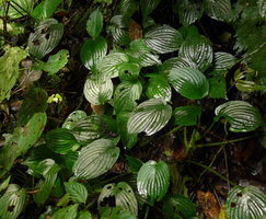 Pentastemona egregia, shiny wet leaves just after heavy rain, Anai Valley, West Sumatra