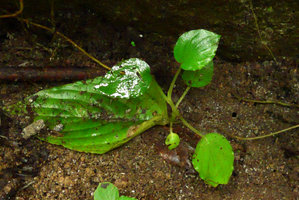 Pentastemona egregia, vegetative plantlet issued from natural leaf cutting, Anai Valley, West Sumatra