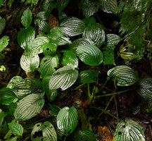 Pentastemona egregia, velvety shiny leaves due to lens dome shaped transparent epidermal cells enhancing light capture focused on some underlying chloroplasts, Anai Valley, West Sumatra