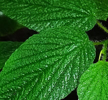 Peperomia albert-smithii, hairy leaves, each transparent hair acting like optic fiber resulting in dark green chlorophyll concentration at its base, Mashpi FR, Ecuador
