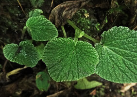 Peperomia camposii, bullate hairy leaves, El Pahuma FR, Pichincha, Ecuador