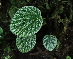 Peperomia camposii, densely silver spotted leaves of a young individual, El Pahuma FR, Pichincha, Ecuador