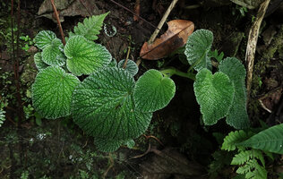 Peperomia camposii on earth bank in forest understory, El Pahuma FR, Pichincha, Ecuador