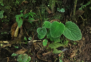 Peperomia camposii,  transition between the juvenile heavily silver spotted leaves to the adult plain green ones, El Pahuma FR, Pichincha, Ecuador