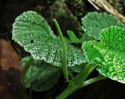 Peperomia camposii, young inflorescence, El Pahuma FR, Pichincha, Ecuador