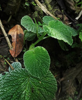 Peperomia camposii, young terminal leaf opposed inflorescence, El Pahuma FR, Pichincha, Ecuador