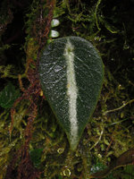 Peperomia cuprea, leaf with silver splash along the midrib, Manu NP, 2000 m, Peru