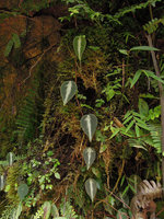 Peperomia cuprea, Manu NP, 2000 m, Peru