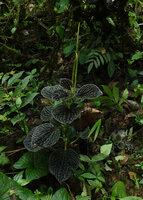 Peperomia sp. aff. P. rugosa, adult individual with long erect spadices, Mashpi FR, Pichincha, Ecuador