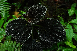Peperomia sp. aff. P. rugosa, blackish bullate leaves, Mashpi FR, Pichincha, Ecuador