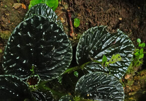 Peperomia sp. aff. P. rugosa, close up of the strongly bullate blackish leaf surface, Mashpi FR, Pichincha, Ecuador