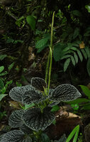 Peperomia sp. aff. P. rugosa, long erect terminal spadices, Mashpi FR, Pichincha, Ecuador