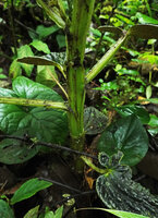 Peperomia sp. aff. P. rugosa, winged succulent translucent stem and petioles, Mashpi FR, Pichincha, Ecuador
