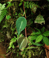 Peperomia choroniana, Mashpi FR, Pichincha, Ecuador.
