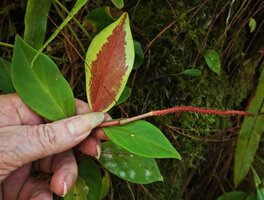 Peperomia cobana, anthocyanic abaxial leaf and infructescence with mature hooked achenes, Parque Ecologico Chichel, Quiche, Guatemala